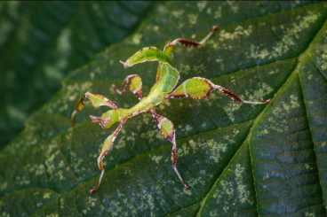 Insekten kaufen und verkaufen Foto: Phyllium Philippinicum - Wandelndes Blatt 