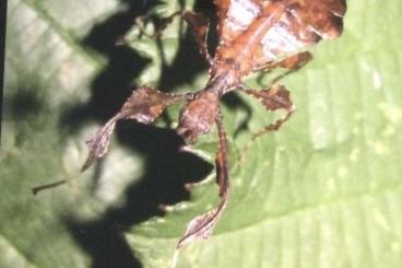 Insekten kaufen und verkaufen Foto: Phyllium Giganteum - großes Wandelndes Blatt 