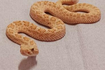 Venomous snakes kaufen und verkaufen Photo:  Crotalus viridis Albino und Caramel 