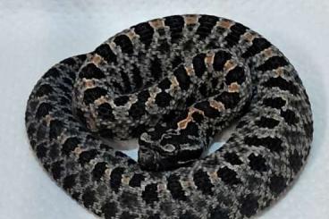 Venomous snakes kaufen und verkaufen Photo: Dunkel Zwergklapperschlange abzugeben Venomous snakes kaufen und verkaufen Photo: Dunkel Zwergklapperschlange abzugeben