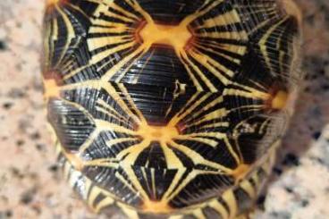 Turtles and Tortoises kaufen und verkaufen Photo: Astrochelys radiata posible hamm