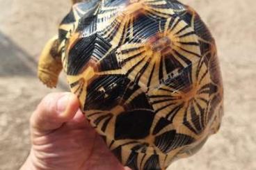 Landschildkröten kaufen und verkaufen Foto: Astrochelys radiata tortuga madagascar Landschildkröten kaufen und verkaufen Foto: Astrochelys radiata tortuga madagascar