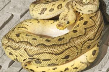 Ball Pythons kaufen und verkaufen Photo: Ball Python/Königspython 