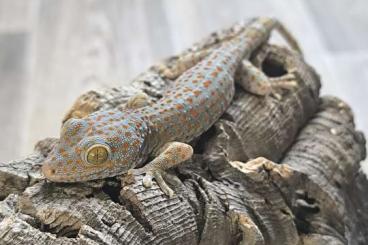 Geckos kaufen und verkaufen Photo: Tokeh Gecko / Gekko Gecko 2,0 Geckos kaufen und verkaufen Photo: Tokeh Gecko / Gekko Gecko 2,0