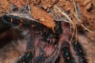 Spiders and Scorpions kaufen und verkaufen Photo: Biete fur Hamm males females