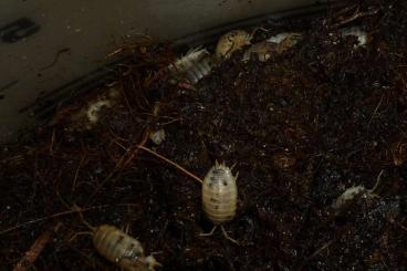 other Arthropoda kaufen und verkaufen Photo: Panda Asseln - Porcellio laevis “Panda”