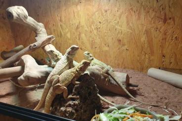 Bearded dragons kaufen und verkaufen Photo: Pogona vitticeps Bartagamen suchen ein neues Zuhause