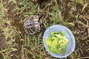 Landschildkröten kaufen und verkaufen Foto: Griech. Landschildkröte weiblich 2015