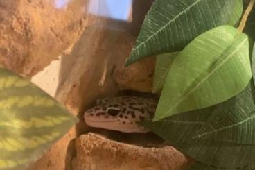 Geckos kaufen und verkaufen Foto: Hübsches Leopardgecko Weibchen