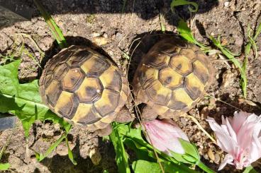 Tortoises kaufen und verkaufen Photo: NZ 2023 Griechische Landschildkröten 