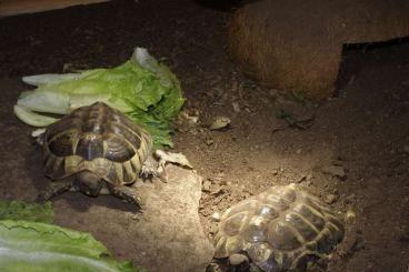 Tortoises kaufen und verkaufen Photo: Verschenke 2 x männliche griechische Landschildkröten - Testudo h. b.