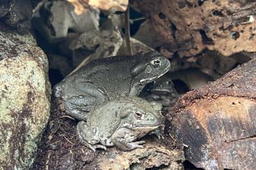 Frösche  kaufen und verkaufen Foto: Bufo Alvarius Nachzuchten aus Deutschland, 7-11 cm groß; 150 €