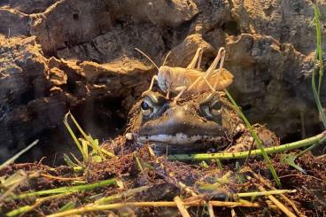 Frösche  kaufen und verkaufen Foto: Bufo (Incilius) Alvarius - Nachzuchten aus Deutschland, 150 €