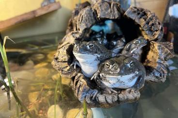 frogs kaufen und verkaufen Photo: Bufo (Incilius) Alvarius - Nachzuchten aus Deutschland, 160 €