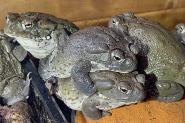 Frösche  kaufen und verkaufen Foto: Bufo (Incilius) Alvarius - Nachzuchten aus Deutschland, 150 €