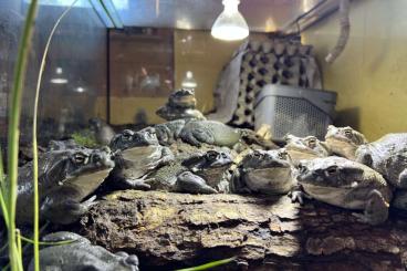 frogs kaufen und verkaufen Photo: Bufo (Incilius) Alvarius - Nachzuchten aus Deutschland, ab 160 € frogs kaufen und verkaufen Photo: Bufo (Incilius) Alvarius - Nachzuchten aus Deutschland, ab 160 €