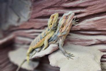 Bearded dragons kaufen und verkaufen Photo: Farbbartagamenpärchen inkl. Terrarium 180Bx102Hx64T + Zubehör