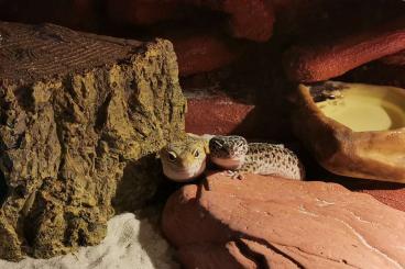 Geckos kaufen und verkaufen Foto: 4 Geckos suchen neues Zuhause