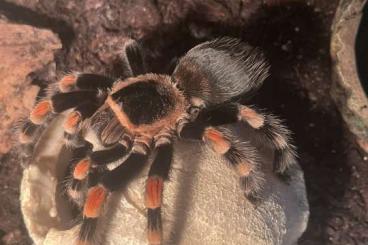 Vogelspinnen kaufen und verkaufen Foto: Vogelspinne Brachypelma Smithi