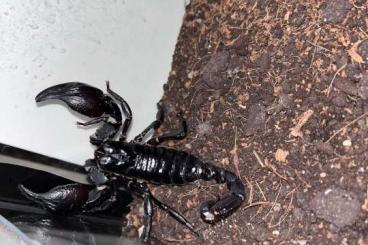 Scorpions kaufen und verkaufen Photo: Skorpion Heterometrus laoticus 