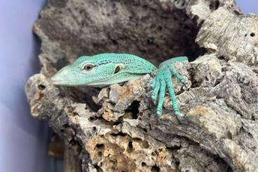 Warane kaufen und verkaufen Foto: Varanus prasinus Merauke 