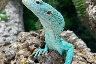 Monitor lizards kaufen und verkaufen Photo: Varanus prasinus Merauke 