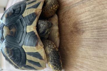 Tortoises kaufen und verkaufen Photo: Suche Abnehmer meiner griech Landschildkröte mit Schnappproblemen