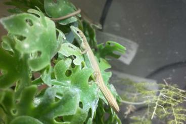 Echsen  kaufen und verkaufen Foto: Young pair Takydromus smaragdinus