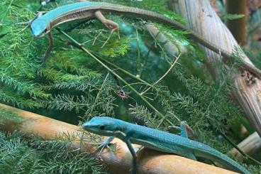 Echsen  kaufen und verkaufen Foto: Young pairs Takydromus smaragdinus