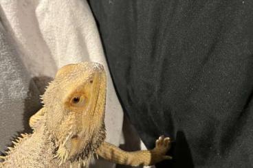 Bearded dragons kaufen und verkaufen Photo: Bartagame ca 3 Jahre alt 