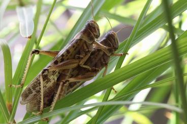 Echsen  kaufen und verkaufen Foto: Heuschrecken Großhandel für Großabnehmer & Händler