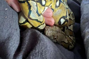 Pythons kaufen und verkaufen Photo: 0.1 Sunfire Netzpython Malayopython reticulatus