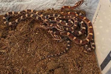 Snakes kaufen und verkaufen Photo: Verkaufe 4 kleine Kornnatterbabys