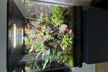 Terrarien kaufen und verkaufen Foto: Oase biOrb EARTH 125 mit Unterschrank Terrarium