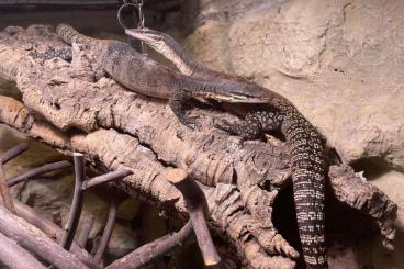 Warane kaufen und verkaufen Foto: 1.1 Varanus glauerti DNZ2017 incl. Terrarium abzugeben