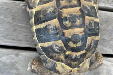 Tortoises kaufen und verkaufen Photo: griechische Landschildkröte (Männchen 16 Jahre alt) abzugeben 