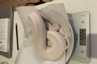 Königspythons kaufen und verkaufen Foto: 0.1 Blue Eyed Lucy - Junge Königspython