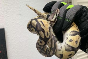 Königspythons kaufen und verkaufen Foto: 1.1 - Pastel - Königpython 