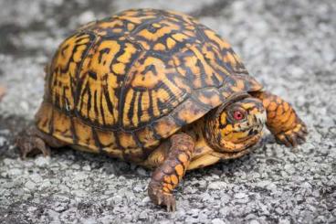 Schildkröten  kaufen und verkaufen Foto: Suche Carolina-Dosenschildkröten