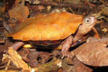 Turtles and Tortoises kaufen und verkaufen Photo: Suche Geoemyda spengleri m/w