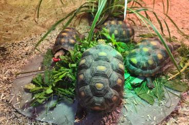 Landschildkröten kaufen und verkaufen Foto: Chelonoides Carbonaria/ red footed tortoises 