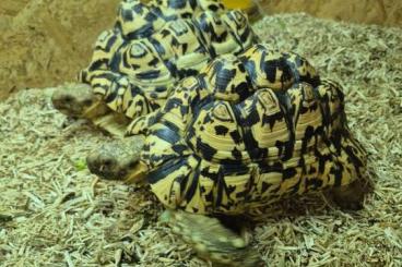 Landschildkröten kaufen und verkaufen Foto: 1.1 Stigmochelys Pardalis