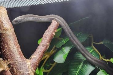 Schlangen kaufen und verkaufen Foto: Looking for Dasypeltis for Hamm