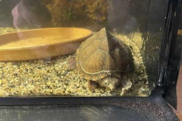 Turtles kaufen und verkaufen Photo: Dach-Moschusschildkröte mit Terrarium zu verkaufen