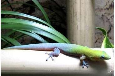 Geckos kaufen und verkaufen Photo: Phelsuma Laticauda Angularis