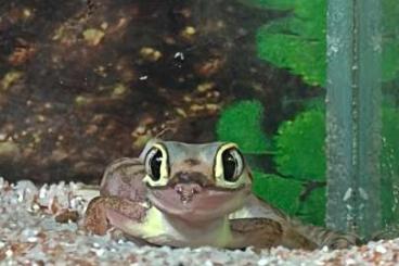 Geckos kaufen und verkaufen Foto: Namibgecko (Pachydactylus rangei, Palmatogecko rangei)