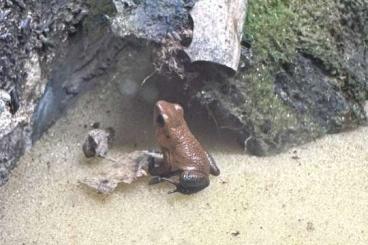 frogs kaufen und verkaufen Photo: 1.0 Oophaga pumilio Cristobal 