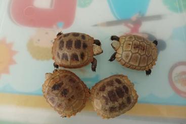 Landschildkröten kaufen und verkaufen Foto: Gebe ab Nachzuchten Indotestudo elongata