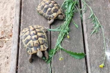 Landschildkröten kaufen und verkaufen Foto: Griechische Landschildkröte zu verkaufen