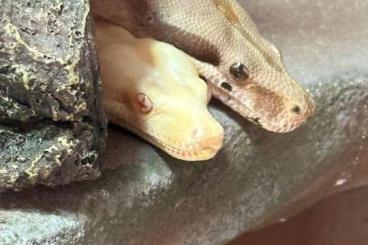 Boas kaufen und verkaufen Photo: Boa Constrictor Imperator 